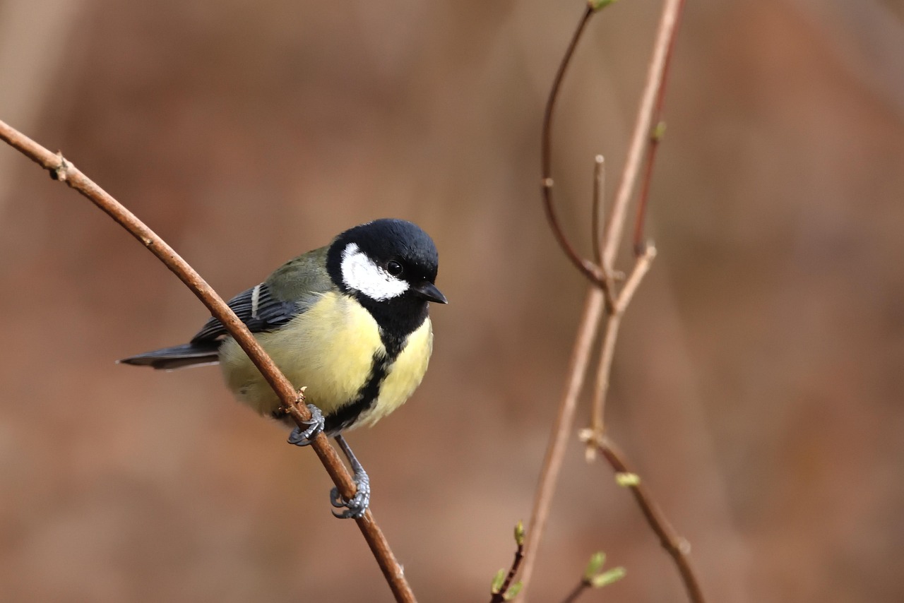 Mésange, mascotte du cabinet de physiothérapie la Girouette, La Chaux-de-Fonds